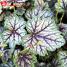 Основное изображение товара