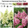Гортензия метельчатая (Hydrangea paniculata) Пинк Леди С60-80 СП/22