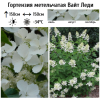 Гортензия метельчатая (Hydrangea paniculata) Вайт Леди С10 СП/24