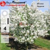 Яблоня (Malus) Эверест Mst175-200 С90 БАпп/26