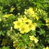 Лапчатка кустарниковая (Potentilla fruticosa) Лонгакр С3 СП/23