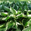 Хоста гибридная (Hosta hybridum) Франси С1,5 НСп/26