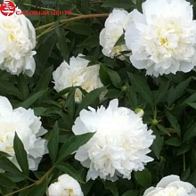 Основное изображение товара