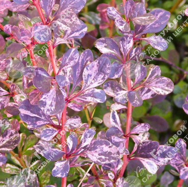 Барбарис Тунберга "Фламинго" на фото