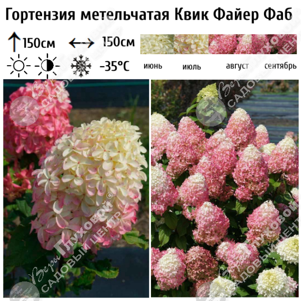 Гортензия метельчатая "Квик Файер Фаб" на фото