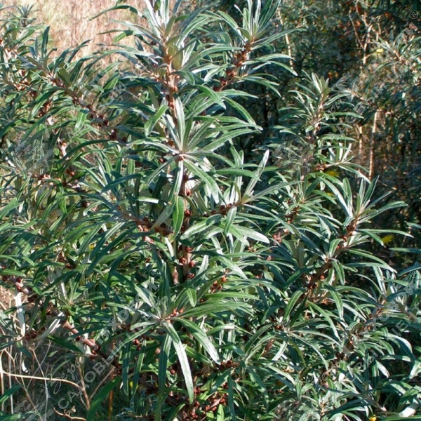 Облепиха "Гном" на фото