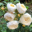 Роза флорибунда D.Austin 