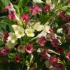 Вейгела цветущая (Weigela florida) Марджори С3 СП/24