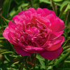Пион молочноцветковый (Paeonia lactiflora) Канзас С4 ГлХ/26