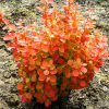 Барбарис Тунберга (Berberis thunbergii) Оранж Альф С3 СП/23