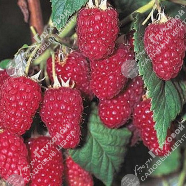 Малина "Харитейдж" на фото