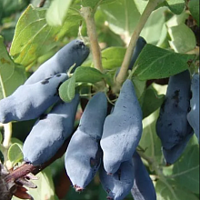 Основное изображение товара