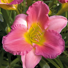 Основное изображение товара