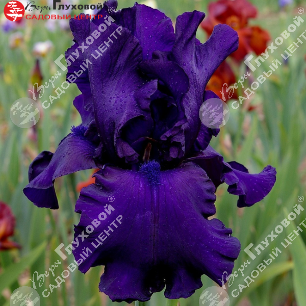 Ирис бородатый  высокий "Dusky Challenger" на фото