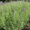 Лаванда узколистная (Lavandula angustifolia) Мюстед Вариети С2 РФр/26