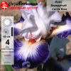 Ирис бородатый (Iris bearded) высокий Cercle Bleu С3 ФК/23