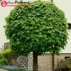 Клен остролистный (Acer platanoides) Глобозум Шт-120 С20 БАпп/26