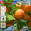 Абрикос 
