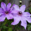 Клематис (Сlematis) 'The First Lady' С2 НАп/25