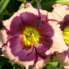 Лилейник (Hemerocallis) Блэкберрис энд Крим С3 ГлХ/26