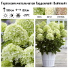 Гортензия метельчатая (Hydrangea paniculata) Гарденлайт Вайтлайт  С2 СП/26