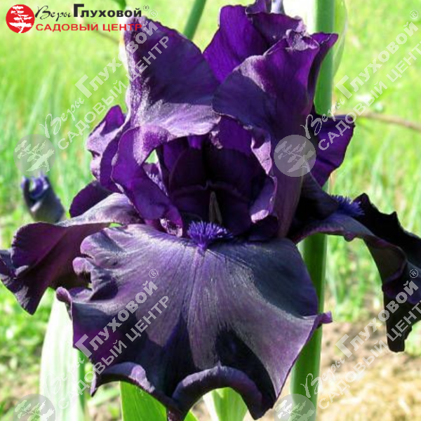 Ирис германский "Тукседо" на фото
