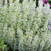 Душевик котовниковый (Calamintha nepeta) Марвелетт Вайт С2 РФр/26