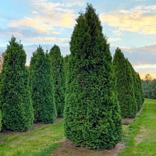 Основное изображение товара