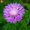 Василек подбеленный (Centaurea dealbata) С3 ГлХ/23