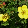 Лапчатка кустарниковая (Potentilla fruticosa) Хакманнс Гигант С3 СП/25