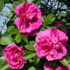 Роза Ругоза (Rosa rugosa) Hansa С3 НАп/24