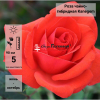 Роза штамбовая 'Kanegem' С15 БНвС/25