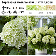 Основное изображение товара