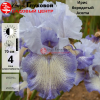 Ирис бородатый (Iris bearded) высокий Acoma С3 ФК/23