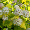 Пузыреплодник калинолистный (Physocarpus opulifolius) Наггет 40-60 С3 РАг/24