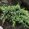 Можжевельник чешуйчатый (Juniperus sguamata) Холджер С10 ПД/25