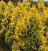 Туя западная (Thuja occidentalis) Европа Голд Шт-50 С15 ИТМ/24