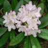 Рододендрон (Rhododendron) крупноцветковый 'Saint Michel' 60-80 С35 ПЧ/24