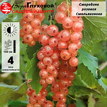 Основное изображение товара