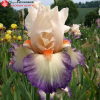 Ирис бородатый  высокий "Foli  Douce" на фото