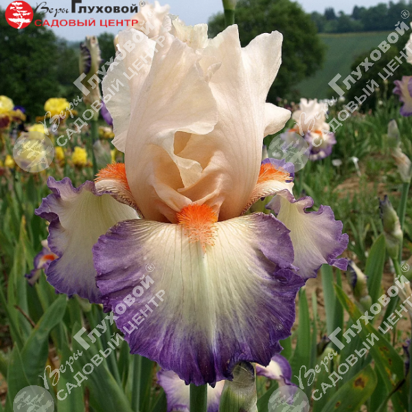 Ирис бородатый  высокий "Foli  Douce" на фото