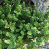Пихта корейская (Abies koreana) Оберон 20-25 С3 ГЕ/26