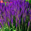 Шалфей дубравный (Salvia nemerosa) Карадонна С2-3 РАг/25