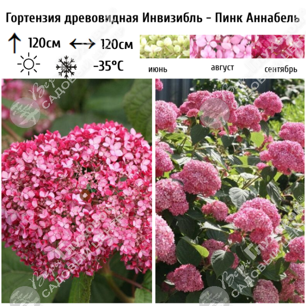 Гортензия древовидная "Пинк Аннабель" на фото