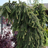 Ель обыкновенная (Picea abies) Лорелей 100-140 х h80-100 С80 СП/26