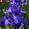 Ирис германский (Iris germanica) Даски Челленджер С3 ГлХ/23