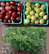 Крыжовник финский