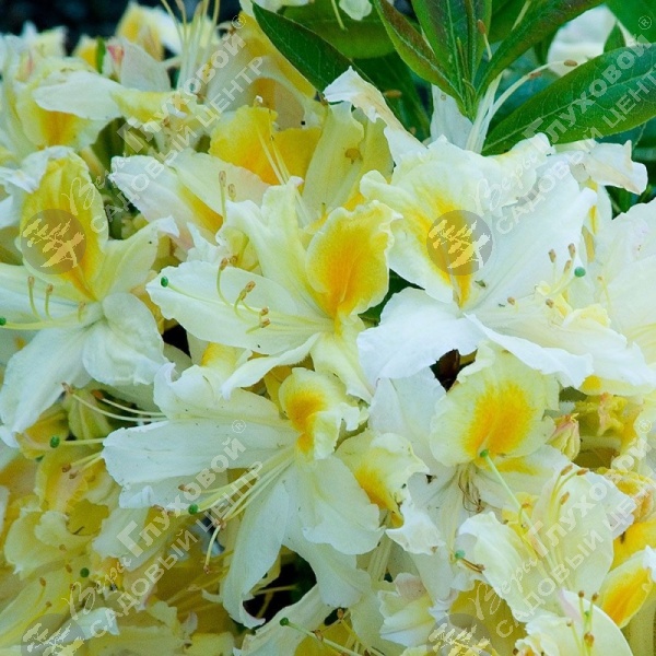 Азалия крупноцветковая "Норзерн Хайлайтс" на фото