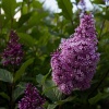 Саженец сирени венгерской на фото