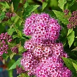 Спирея японская 